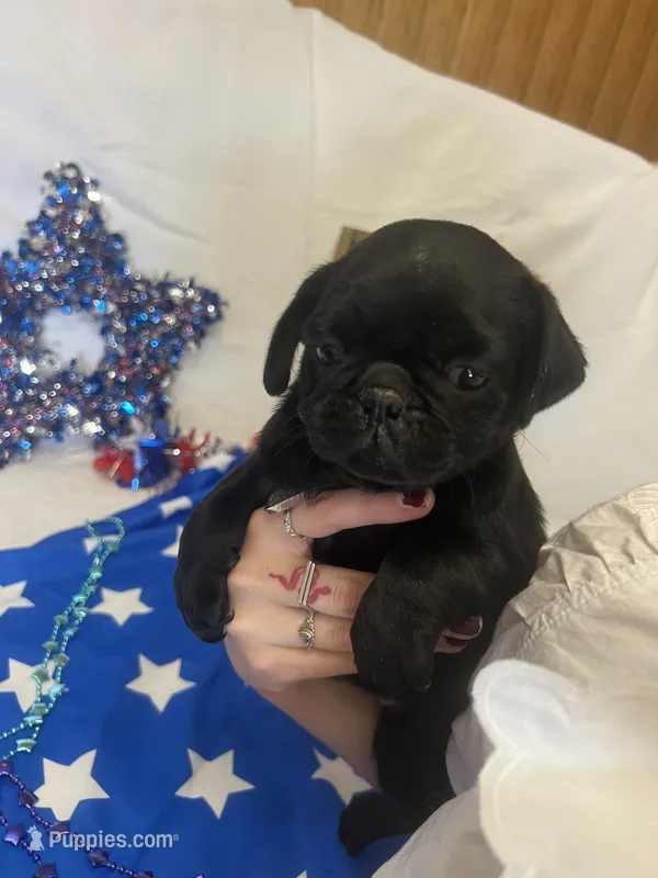 Sam – Pug puppy for sale in Bridgewater, VA