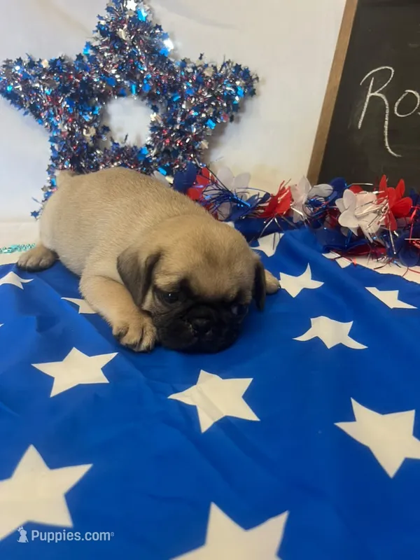 Rosie – Pug puppy for sale in Bridgewater, VA