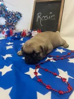 Rosie, a female Pug for sale in Bridgewater, VA – 2 of 3