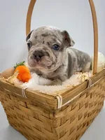 Ash, a male French Bulldog for sale in Odessa, TX – Photo 2 of 2