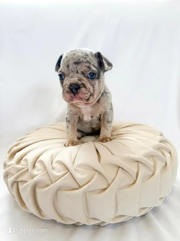 Ash – French Bulldog puppy for sale in Odessa, TX