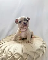 Cream, a female French Bulldog for sale in Odessa, TX – Photo 2 of 2