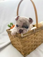 Cream, a female French Bulldog for sale in Odessa, TX – Photo 1 of 2
