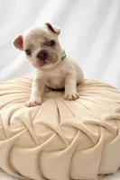 Cookie, a male French Bulldog for sale in Odessa, TX – Photo 1 of 2