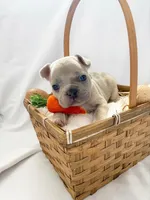 Cookie, a male French Bulldog for sale in Odessa, TX – Photo 2 of 2