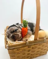 Merle Jr, a male French Bulldog for sale in Odessa, TX – Photo 2 of 2