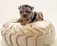 Merle Jr, a male French Bulldog for sale in Odessa, TX – Photo 1 of 2