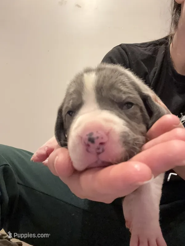 Olive – Great Dane puppy on hold in Goshen, IN