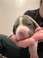 Olive, a female Great Dane for sale in Goshen, IN – Photo 1 of 4