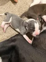 Olive, a female Great Dane for sale in Goshen, IN – Photo 3 of 4