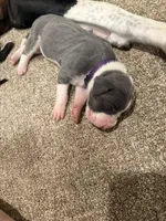 Olive, a female Great Dane for sale in Goshen, IN – Photo 4 of 4