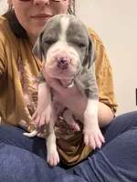 Olive, a female Great Dane for sale in Goshen, IN – Photo 2 of 4