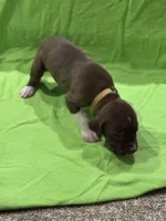 Scooby , a female Great Dane for sale in Goshen, IN – Photo 3 of 4