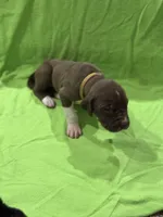 Scooby , a female Great Dane for sale in Goshen, IN – Photo 4 of 4