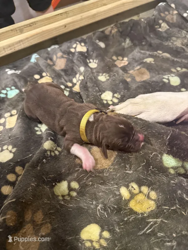 Scooby  – Great Dane puppy for sale in Goshen, IN