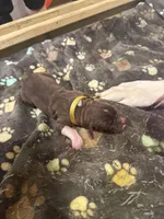 Scooby , a female Great Dane for sale in Goshen, IN – Photo 1 of 4