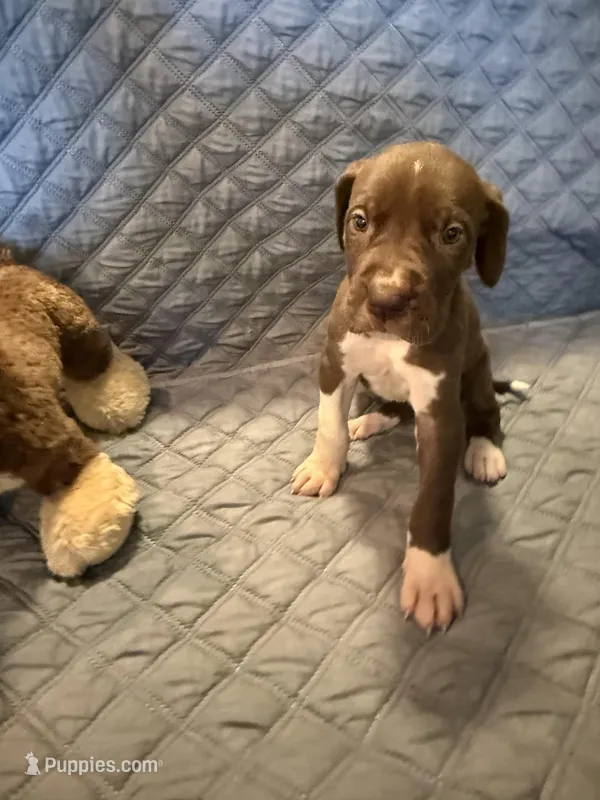 Scooby  – Great Dane puppy for sale in Goshen, IN