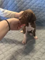 Scooby , a female Great Dane for sale in Goshen, IN – 2 of 7