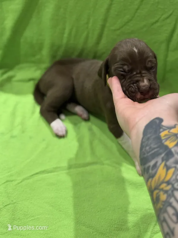Scooby  – Great Dane puppy for sale in Goshen, IN