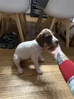 Pancake, a female Great Dane for sale in Goshen, IN – 2 of 3