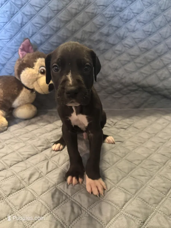 Dennis – Great Dane puppy for sale in Goshen, IN