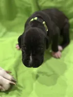 Dennis, a male Great Dane for sale in Goshen, IN – Photo 2 of 3