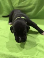 Dennis, a male Great Dane for sale in Goshen, IN – Photo 3 of 3