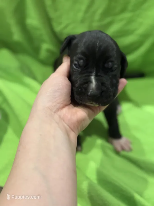 Dennis – Great Dane puppy for sale in Goshen, IN