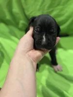 Dennis, a male Great Dane for sale in Goshen, IN – Photo 1 of 3