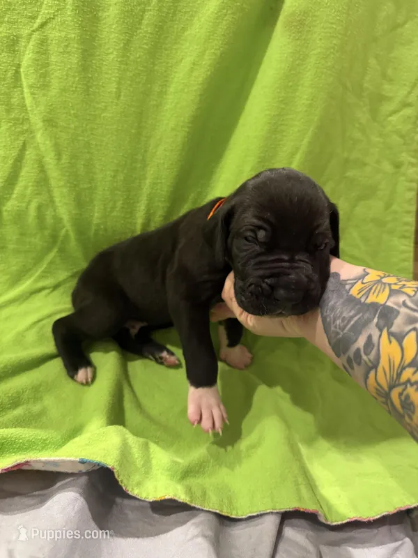 Zeus – Great Dane puppy for sale in Goshen, IN