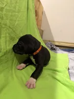 Zeus, a male Great Dane for sale in Goshen, IN – Photo 3 of 5