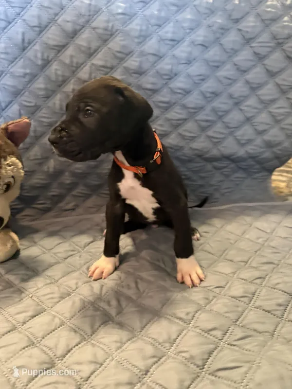 Zeus – Great Dane puppy for sale in Goshen, IN