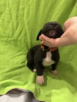 Zeus, a male Great Dane for sale in Goshen, IN – Photo 5 of 5