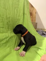 Zeus, a male Great Dane for sale in Goshen, IN – Photo 2 of 5