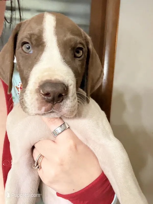 Pancake – Great Dane puppy for sale in Goshen, IN