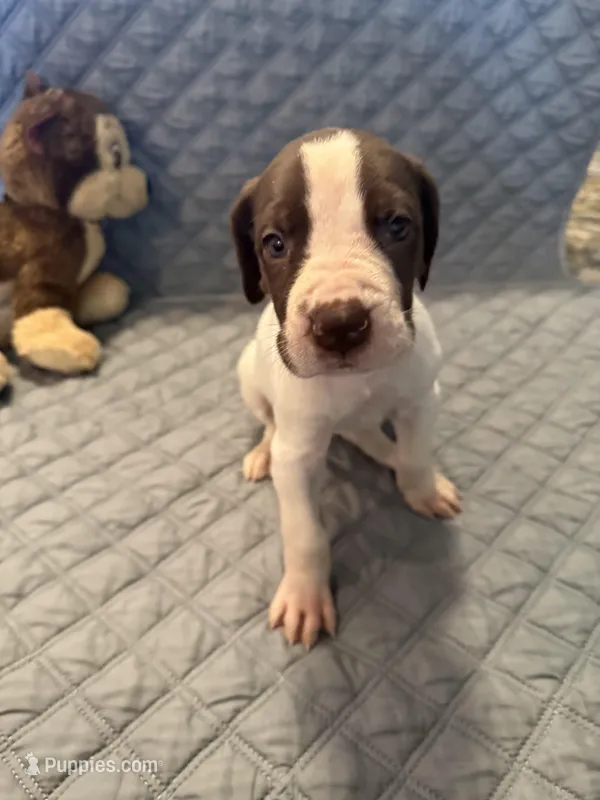 Mabel – Great Dane puppy for sale in Goshen, IN