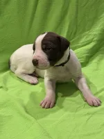 Mabel, a female Great Dane for sale in Goshen, IN – Photo 3 of 4