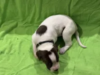 Mabel, a female Great Dane for sale in Goshen, IN – Photo 2 of 4