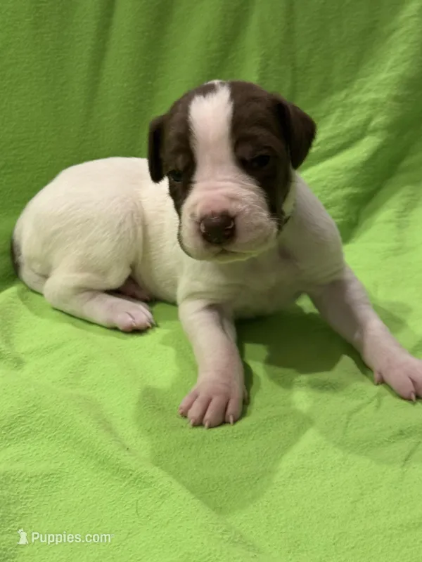 Mabel – Great Dane puppy for sale in Goshen, IN