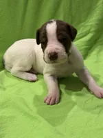 Mabel, a female Great Dane for sale in Goshen, IN – Photo 1 of 4