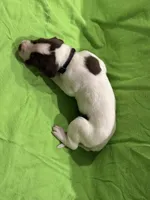 Mabel, a female Great Dane for sale in Goshen, IN – Photo 4 of 4