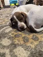 Pancake, a female Great Dane for sale in Goshen, IN – 3 of 3