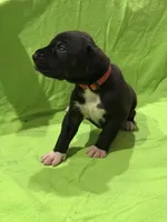 Sadie, a female Great Dane for sale in Goshen, IN – Photo 2 of 4