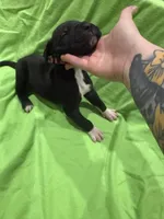 Sadie, a female Great Dane for sale in Goshen, IN – Photo 3 of 4