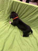 Sadie, a female Great Dane for sale in Goshen, IN – Photo 4 of 4