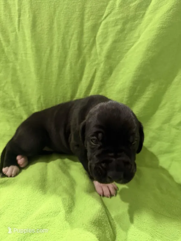 Sadie – Great Dane puppy for sale in Goshen, IN