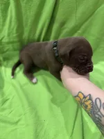 Ollie, a male Great Dane for sale in Goshen, IN – Photo 3 of 3