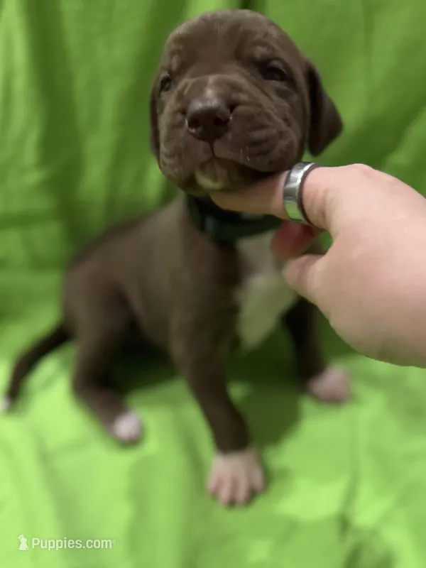 Ollie – Great Dane puppy for sale in Goshen, IN