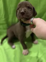Ollie, a male Great Dane for sale in Goshen, IN – Photo 1 of 3