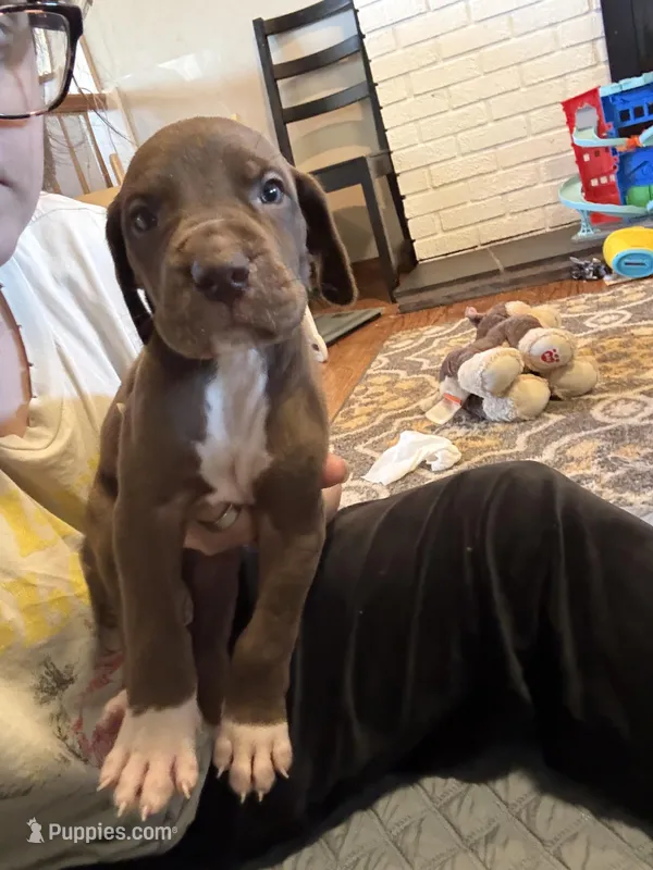 Ollie – Great Dane puppy for sale in Goshen, IN